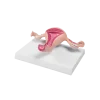 Modèle anatomique d'utérus sain Erler Zimmer
