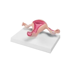 Modèle anatomique d'utérus sain Erler Zimmer