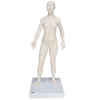Modèle d'acupuncture - corps féminin