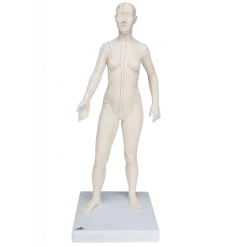 Modèle d'acupuncture - corps féminin