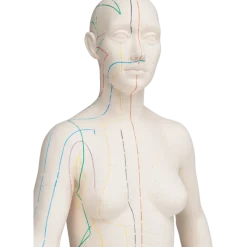 Modèle d'acupuncture - corps féminin