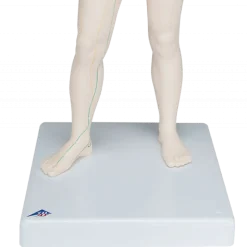 Modèle d'acupuncture - corps féminin