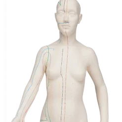 Modèle d'acupuncture - corps féminin