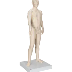 Modèle d'acupuncture - corps masculin