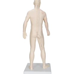 Modèle d'acupuncture - corps masculin