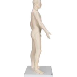 Modèle d'acupuncture - corps masculin