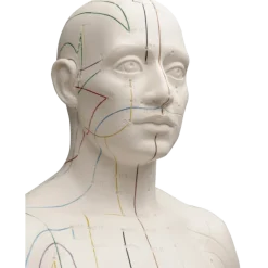 Modèle d'acupuncture - corps masculin