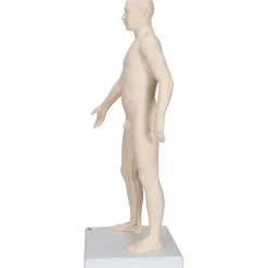 Modèle d'acupuncture - corps masculin