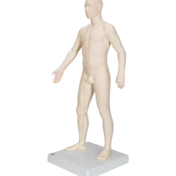 Modèle d'acupuncture - corps masculin