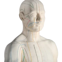 Modèle d'acupuncture - corps masculin