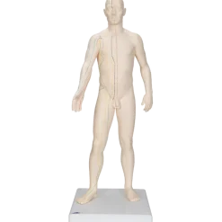 Modèle d'acupuncture - corps masculin