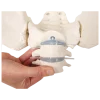 Modèle de bassin femme avec sacrum, vertèbres et cuisse Erler Zimmer