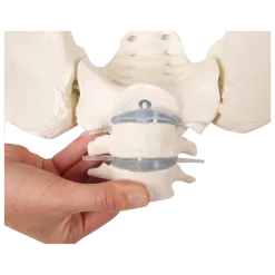 Modèle de bassin femme avec sacrum, vertèbres et cuisse Erler Zimmer