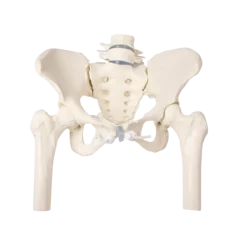 Modèle de bassin femme avec sacrum, vertèbres et cuisse Erler Zimmer