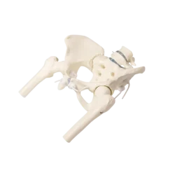 Modèle de bassin femme avec sacrum, vertèbres et cuisse Erler Zimmer