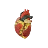 Modèle de coeur agrandi en 3 parties