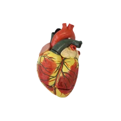 Modèle de coeur agrandi en 3 parties