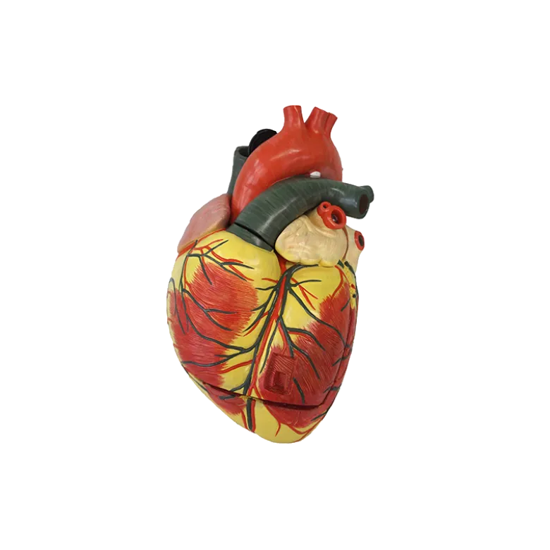 Modèle de coeur agrandi en 3 parties