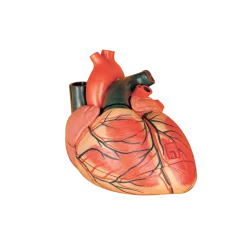 Modèle de coeur agrandi en 3 parties