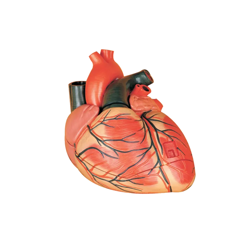 Modèle de coeur agrandi en 3 parties