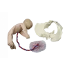 Modèle de démonstration pelvis féminin avec fœtus et placenta