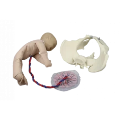 Modèle de démonstration pelvis féminin avec fœtus et placenta