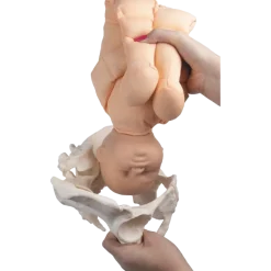 Modèle de démonstration pelvis féminin avec fœtus et placenta