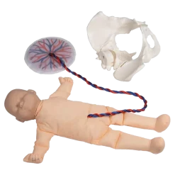 Modèle de démonstration pelvis féminin avec fœtus et placenta