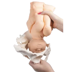 Modèle de démonstration pelvis féminin avec fœtus et placenta