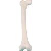 Modèle de fémur Erler Zimmer