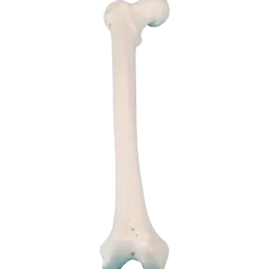Modèle de fémur Erler Zimmer