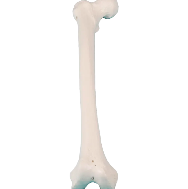 Modèle de fémur Erler Zimmer