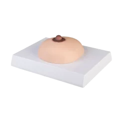 Modèle de palpation mammaire cancer du sein Erler Zimmer