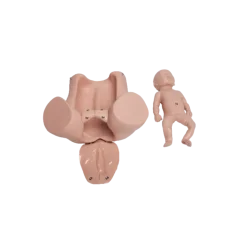 Modèle de simulation d'accouchement