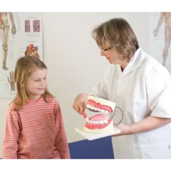 Modèle de soins dentaires agrandi Erler Zimmer
