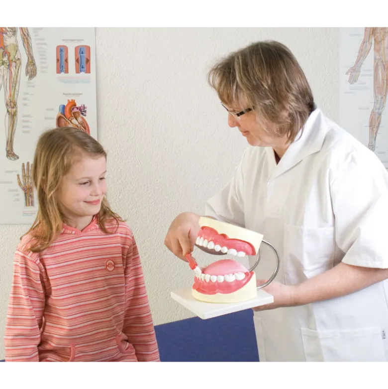 Modèle de soins dentaires agrandi Erler Zimmer