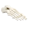Modèle de squelette du pied humain Erler Zimmer