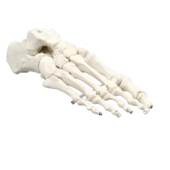 Modèle de squelette du pied humain Erler Zimmer