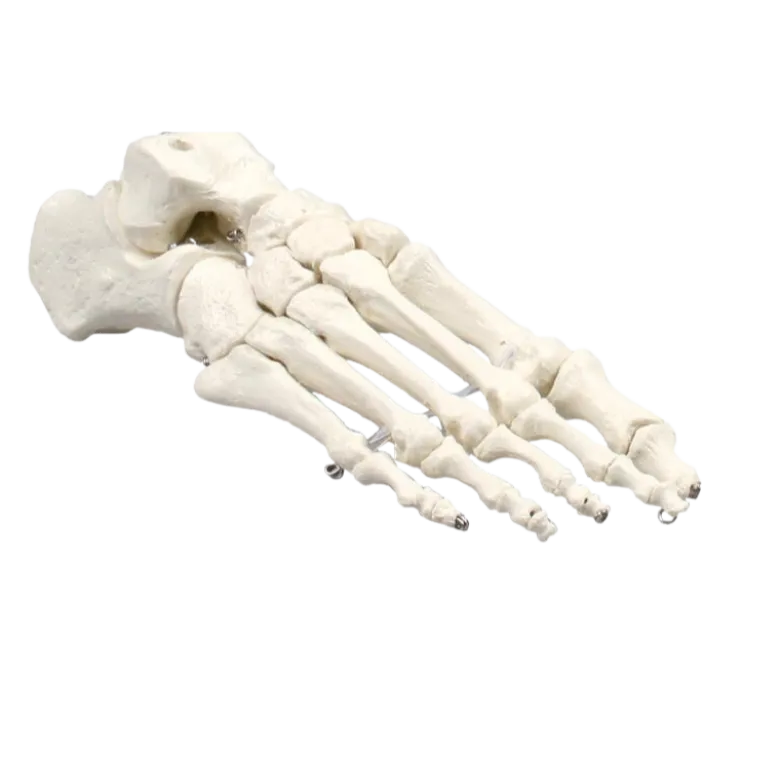 Modèle de squelette du pied humain Erler Zimmer