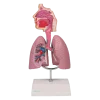 Modèle de voie respiratoire Erler Zimmer