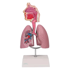 Modèle de voie respiratoire Erler Zimmer