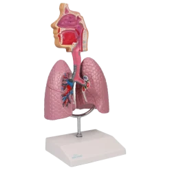 Modèle de voie respiratoire Erler Zimmer