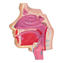 Modèle de voie respiratoire Erler Zimmer