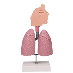 Modèle de voie respiratoire Erler Zimmer