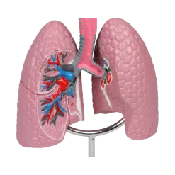 Modèle de voie respiratoire Erler Zimmer