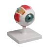 Modèle d'œil Erler Zimmer