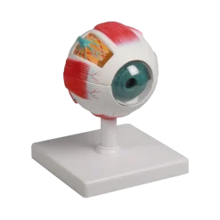 Modèle d'œil Erler Zimmer