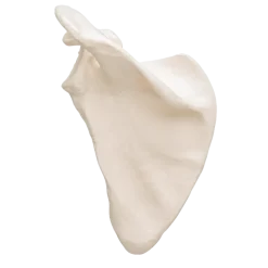 Modèle d'omoplate 3B Scientific