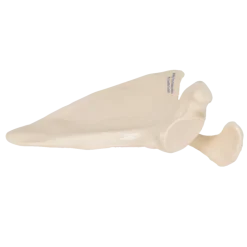 Modèle d'omoplate 3B Scientific