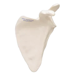 Modèle d'omoplate 3B Scientific
